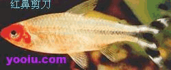 常见热带鱼品种介绍